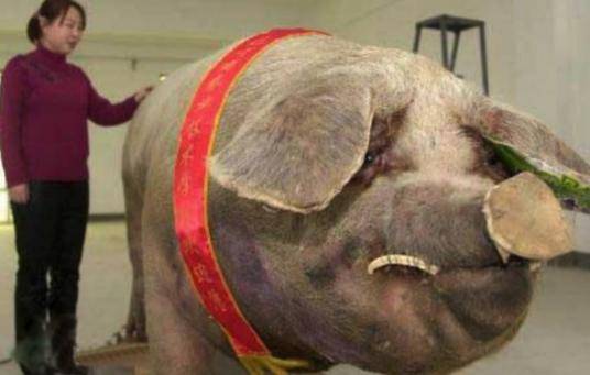 10种巨大的动物 自然界中的怪胎 看完让人惊讶 看看头条 中华网