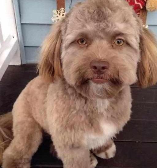 狗狗因为长得太像人,主人只能给它换个发型,这样好多了(2)