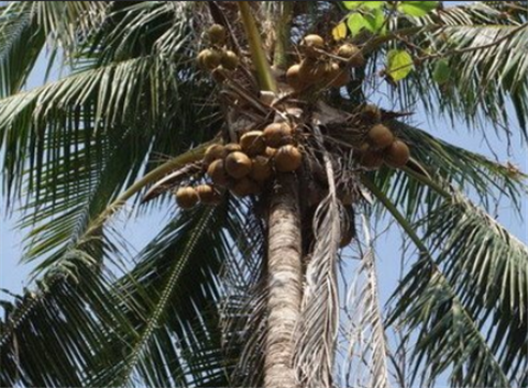 男子野外捡到长芽椰子，敲开椰子后，见到的一幕把他乐坏了！