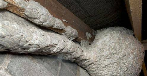 多年没打扫的房子打开后这东西让人头皮发麻2