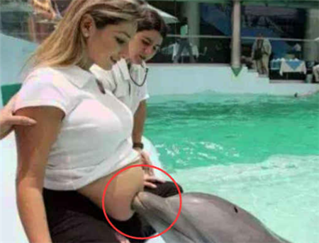 海豚为何对女性那么感兴趣？尤其是孕妇，原因曝光后让人大开眼界