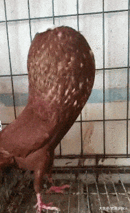 销魂|姑娘们，这是要修仙吗？