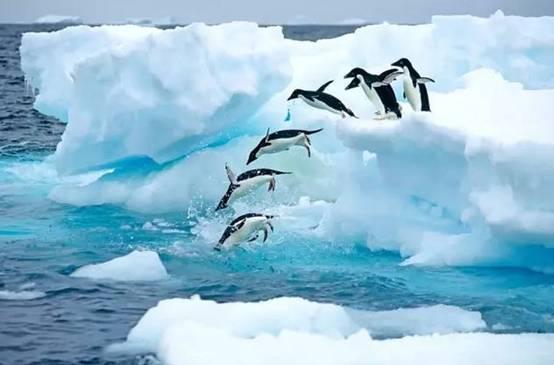南极洲冰层下有多少遗骸？触目惊心，看完后你还想去吗
