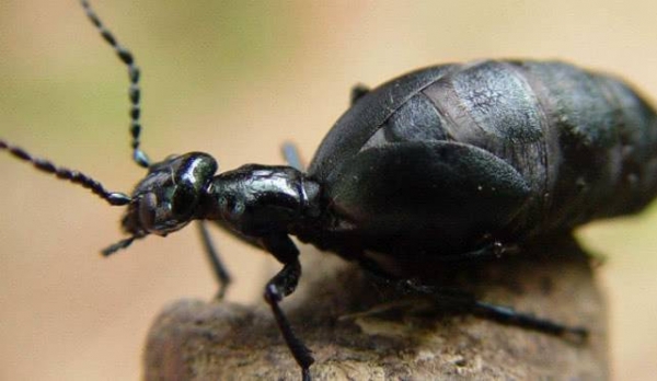 地球将会面临史前危机放大蚂蚁这个模样令人直冒冷汗