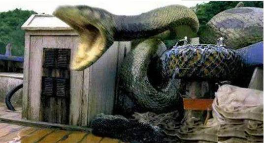 安徽2400岁大蟒蛇渡劫图片