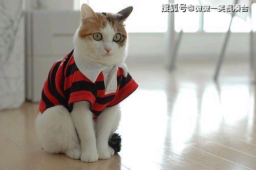 老婆|这个故事告诉我们的是什么道理