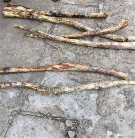 夫妻俩山上捡到六根小木棍土豪开价30万竟被拒绝