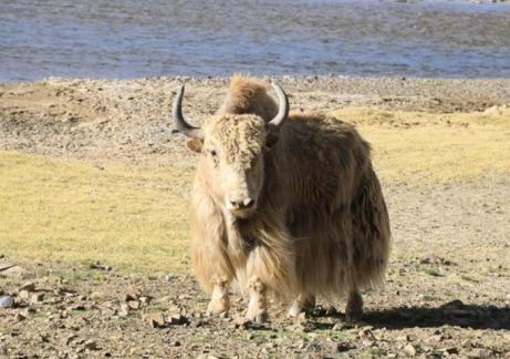 西藏出现神秘物种，声音酷似家猪，浑身金光闪闪