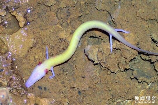 外国男子以为在山洞中发现了中国龙幼崽真相揭穿后傻眼了