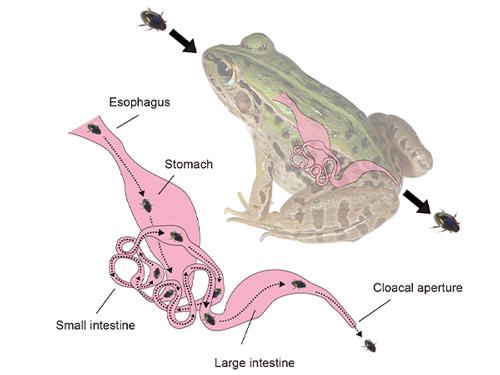 被吃后能从青蛙的屁股逃生它就是昆虫界的金针菇5