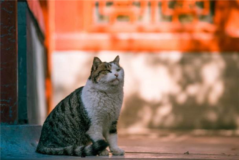 故宫里有近200只猫，为什么旅游时却看不到？