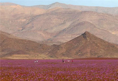 全球最神奇沙漠：91年没下过雨，却在一夜间开满花，让人无法理解