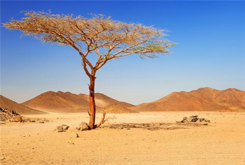 全球最神奇沙漠：91年没下过雨，却在一夜间开满花，让人无法理解