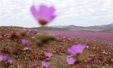 全球最神奇沙漠：91年没下过雨，却在一夜间开满花，让人无法理解