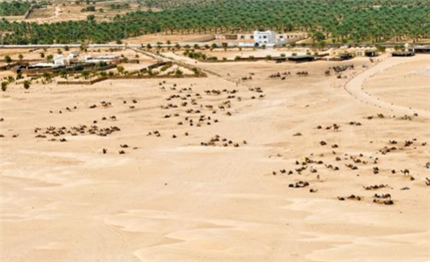 全球最神奇沙漠：91年没下过雨，却在一夜间开满花，让人无法理解