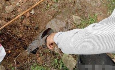 男子清理地下管道，挖开后发现不对劲，用棍子挑开后浑身冒冷汗