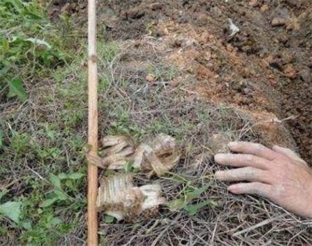 男子清理地下管道，挖开后发现不对劲，用棍子挑开后浑身冒冷汗