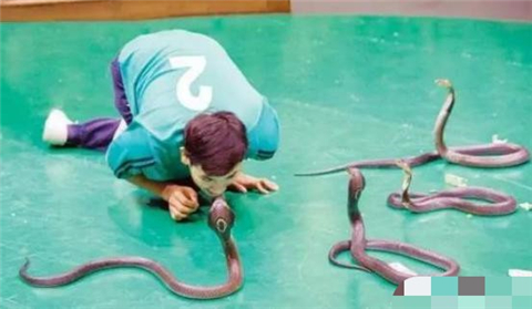 泰国蛇王有多可怕一生被咬400次多次在停尸间死而复生4