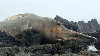 海滩惊现27米长巨型生物尸体 专家说这是全球第二大生物 看看头条 中华网