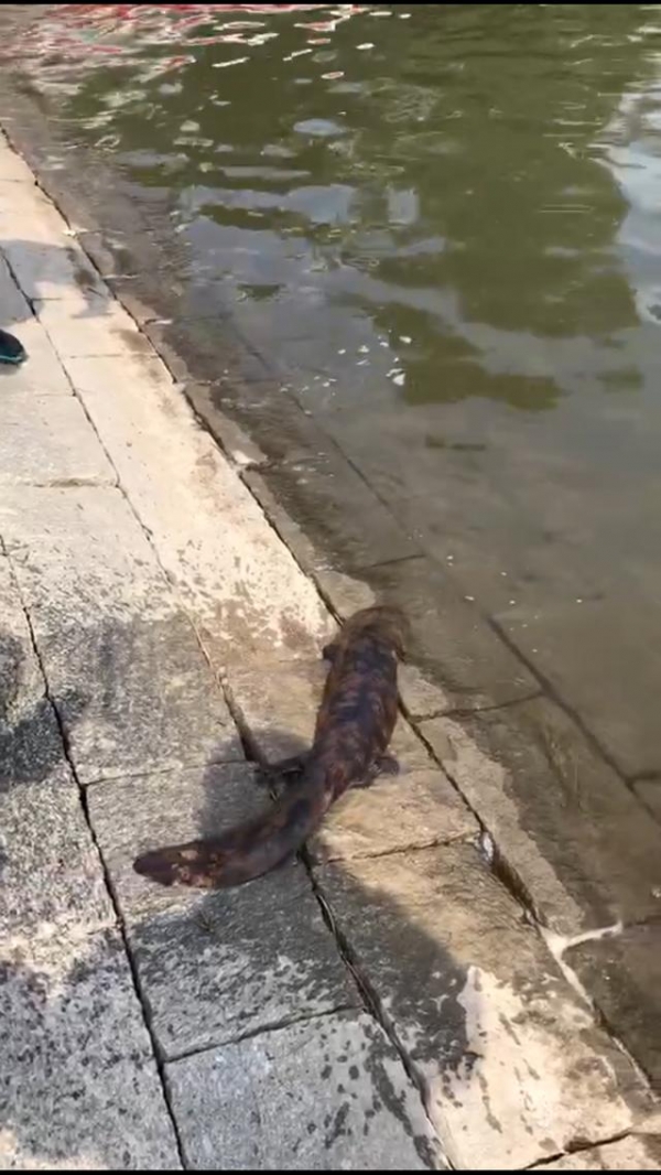 巨龙湖里捞出“四条腿怪鱼”，体长近1米，一碰还咬人