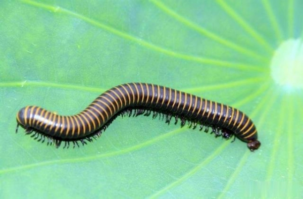 4 25亿年前的生物被发现 腿多到数不清 它或是最古老陆地动物 看看头条 中华网