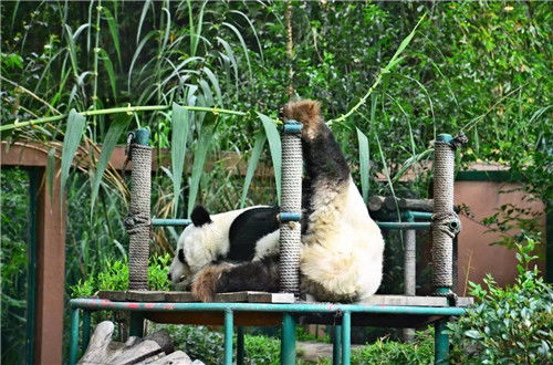 "迎迎"和"贝贝"一雌一雄两只大熊猫被送往墨西哥查帕特派克动物园安家