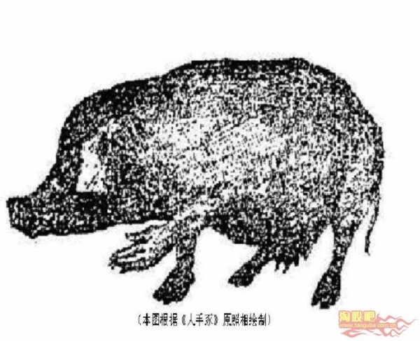 转世轮回真实事件,这只猪竟长了一只人手