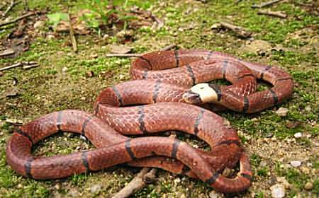 在农村菜园子看到一条红蛇这种红蛇是什么蛇