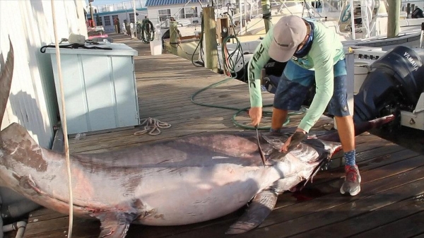 外国一男子捕获3米长大鱼宴请全村人吃完才知竟价值上百万美元2