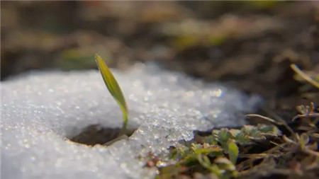 珠穆朗玛峰冰雪融化将会露出更多尸体如何处理面临难题