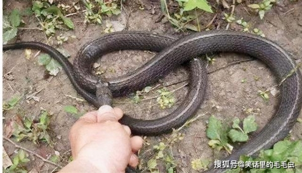 他被蛇追杀了5年这么不可思议的事却真实发生了