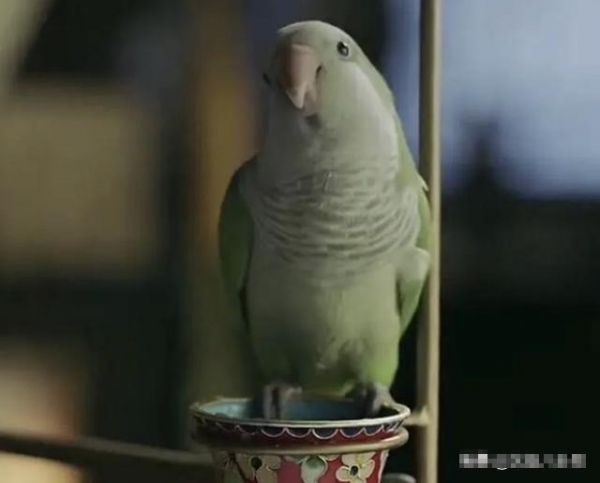 当时,剧中有一只可爱的绿鹦鹉,有被毒死的戏份