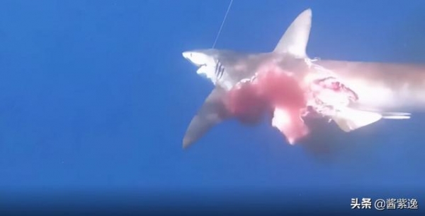 鲨鱼被800斤同伴袭击，被吃掉一半时，仍拖着身子拼命捕食