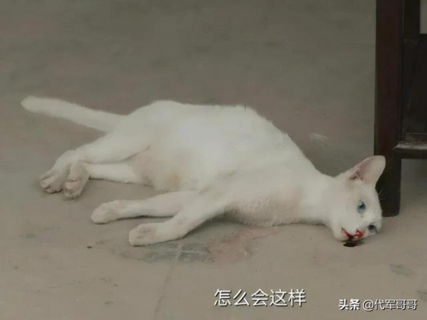 《当家主母》群演称猫被电死，评分跌到3.0，剧组报案能翻盘吗？