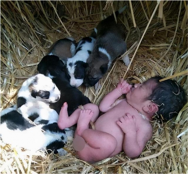 印度野外现暖人一幕！新生儿被遗弃田地，母狗带宝宝依偎身旁供暖