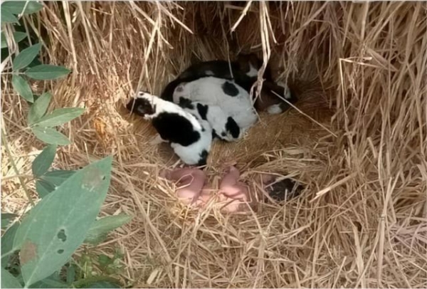 印度野外现暖人一幕！新生儿被遗弃田地，母狗带宝宝依偎身旁供暖