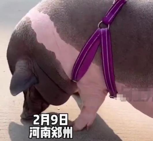 女子买宠物猪一年后变猪八戒女子商家承诺最多40斤