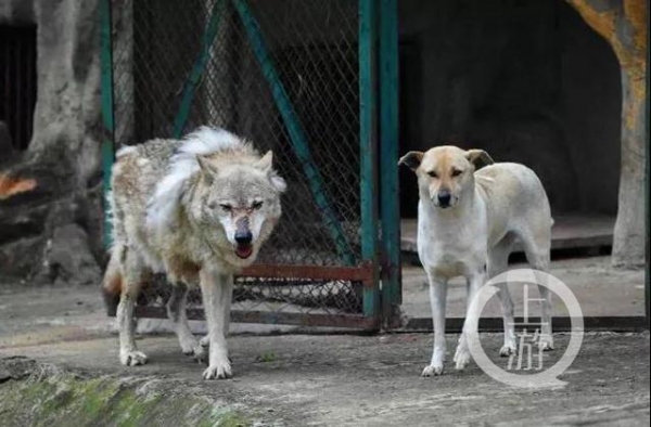 武汉一动物园一母狗陪伴公狼5年未生育，园方：它们之间只是纯洁友谊