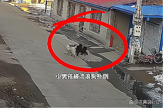 孩子因母亲一时疏忽不慎走丢被多只流浪狗追着扑倒2