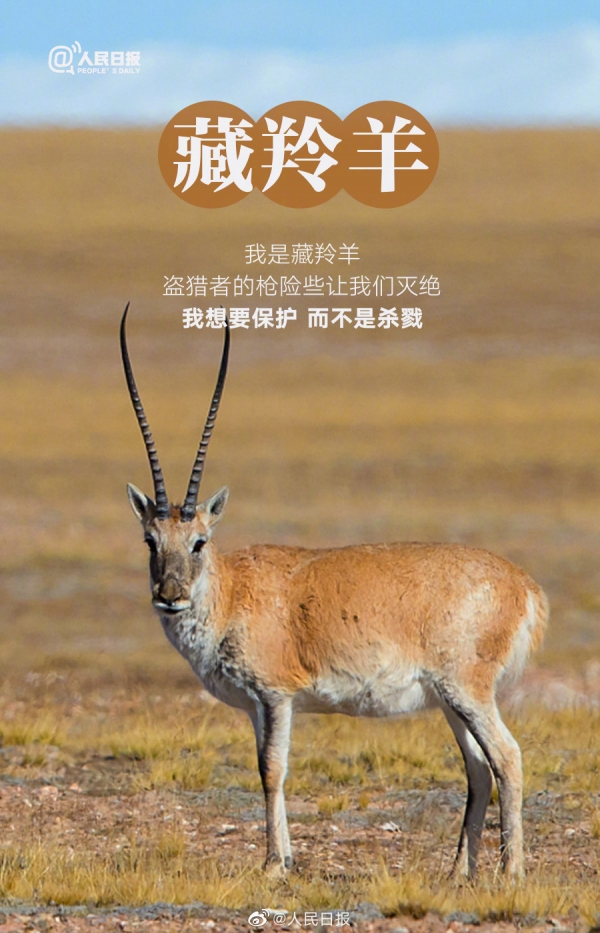 今天是国际珍稀动物保护日,不要等到珍稀才去珍惜_看看头条_中华网