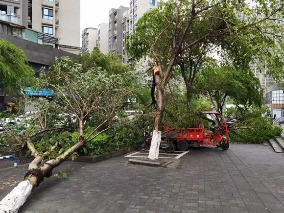 昨夜今晨重庆迎雷暴大风，大树被连根拔起，未来几天持续降温