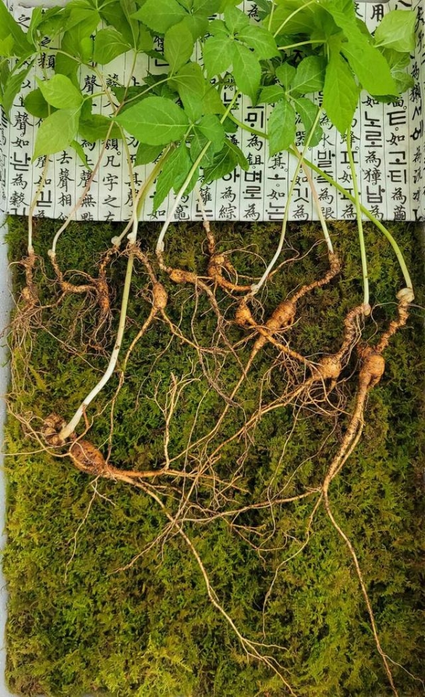 韩国采参人挖到野生百年孩儿参 估价近100万人民币_看看头条_中华网