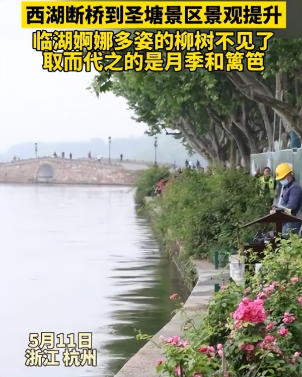 杭州西湖断桥附近的柳树没了！替换成了月季，与柳树比有优势吗？