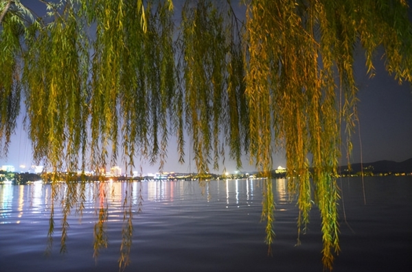 杭州西湖断桥附近的柳树没了！替换成了月季，与柳树比有优势吗？