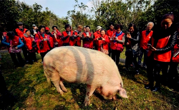 “猪坚强”在建川博物馆“复活”其标本预计5月12日正式展出
