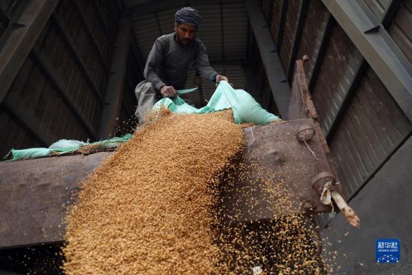 今年国际市场小麦价格已上涨大约60%