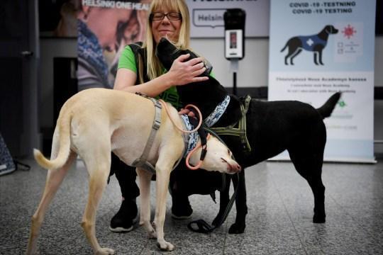 赫尔辛基机场引入嗅探犬分辨新冠肺炎感染者