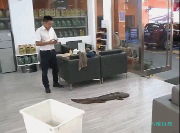 重庆有人在江边捡到长1.3米大鲵，身份未确定，暂不能放生娃娃鱼