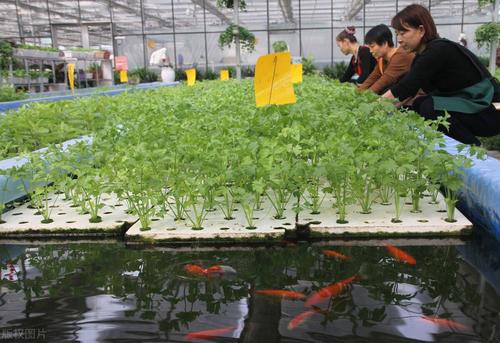 开展鱼菜共生高效农业