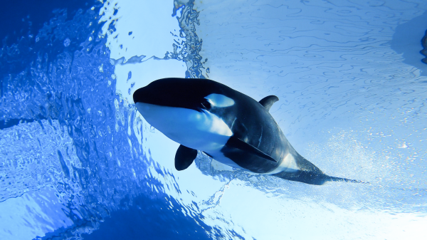 端午节起上海海昌海洋公园免费限流开放8天，首例沪籍虎鲸宝宝即将亮相